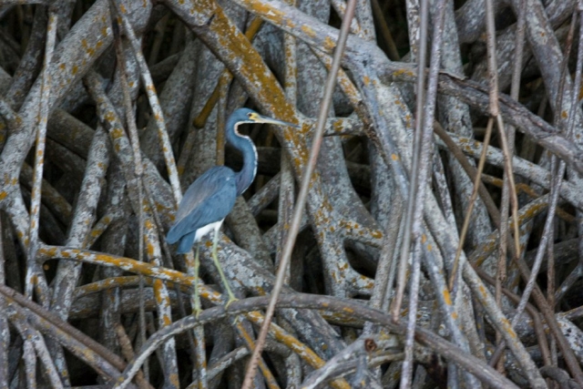 Uccelli esotici 